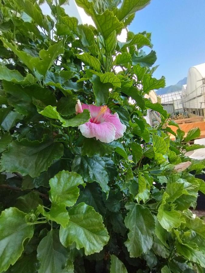 Apartmán Hibiscus Castellammare di Stabia Exteriér fotografie